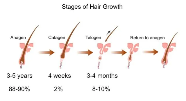 Source: https://nyhairloss.com/hair-growth-cycle