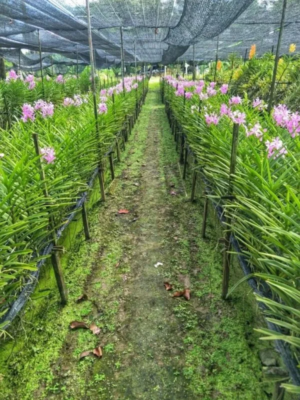 Top 10 Non-touristy things to do in bangkok — photo 3